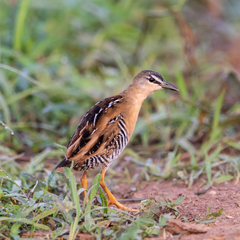 Hapalocrex flaviventer