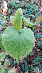 Lunaria rediviva