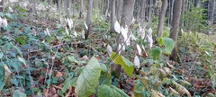 Lunaria rediviva
