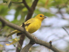 Sicalis flaveola