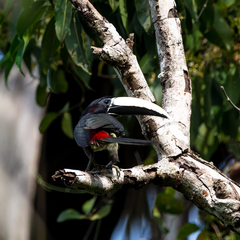 Pteroglossus aracari