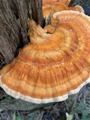 Laetiporus versisporus