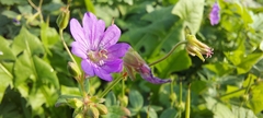 Geranium pyrenaicum