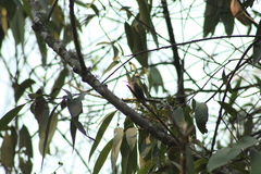 Elliotomyia chionogaster