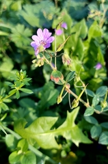 Geranium pyrenaicum