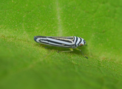 Graphocephala flavovittata