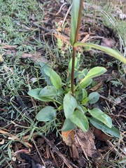 Penstemon whippleanus