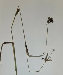 Scirpus atrovirens