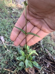 Penstemon whippleanus