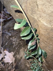Ligustrum quihoui