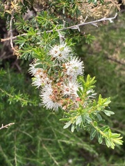 Kunzea ambigua