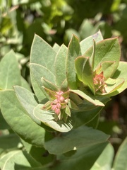 Arctostaphylos pallida