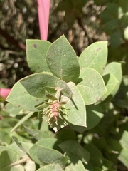 Arctostaphylos pallida