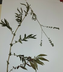 Agrimonia parviflora