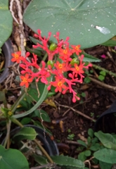 Jatropha podagrica