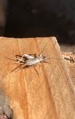 Mogoplistidae