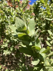 Arctostaphylos pallida