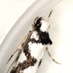 Machetis aphrobola