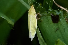 Draeculacephala balli