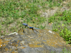 Sceloporus minor