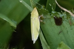 Draeculacephala balli