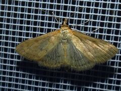 Sitochroa verticalis