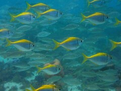 Schuettea scalaripinnis