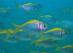 Schuettea scalaripinnis