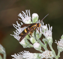 Carmenta pyralidiformis