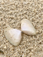 Latona deltoides