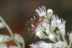 Carmenta pyralidiformis