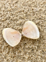 Latona deltoides