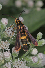 Carmenta pyralidiformis