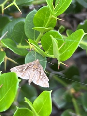 Chrysodeixis eriosoma