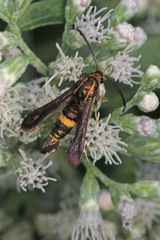 Carmenta pyralidiformis