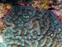 Mycetophyllia