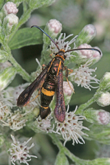 Carmenta pyralidiformis