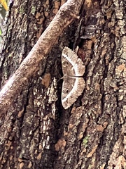 Erebus terminitincta