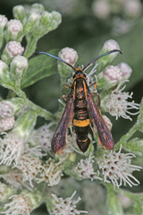 Carmenta pyralidiformis