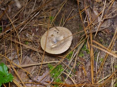 Lactarius paradoxus