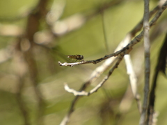 Allograpta hortensis