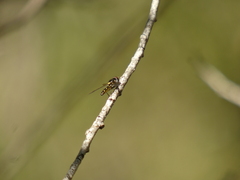Allograpta hortensis