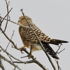 Falco rupicoloides