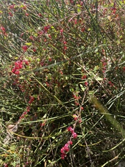 Chenopodium nutans nutans