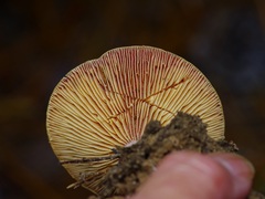 Lactarius paradoxus