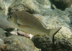 Acanthopagrus australis