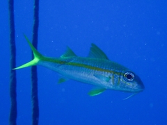 Mulloidichthys martinicus