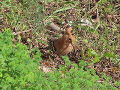 Upupa epops