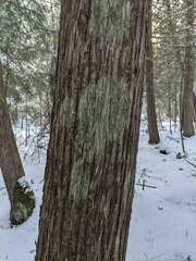 Bacidia schweinitzii