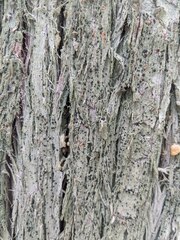 Bacidia schweinitzii